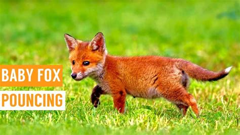 Friendly Baby Fox Pouncing Compilation! - YouTube