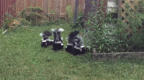 Cute skunk family playing in backyard. https://www.youtube.com ...