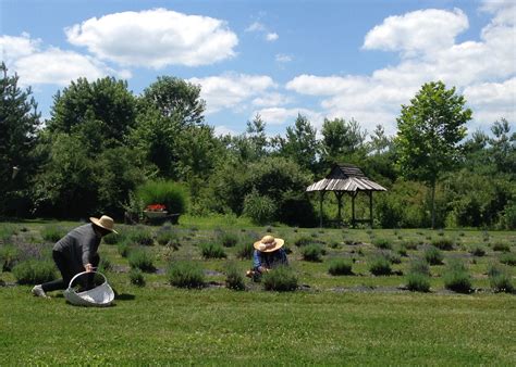 Willowfield Lavender Farm