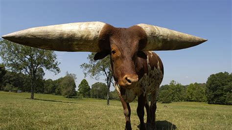 The Longest Horns in the World | HubPages