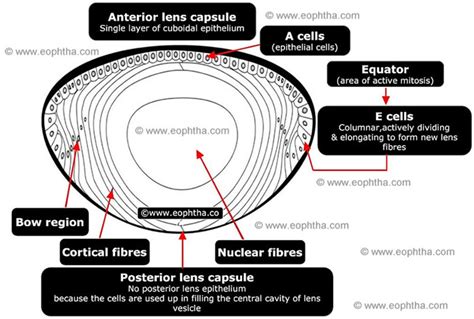 Anatomy of Lens