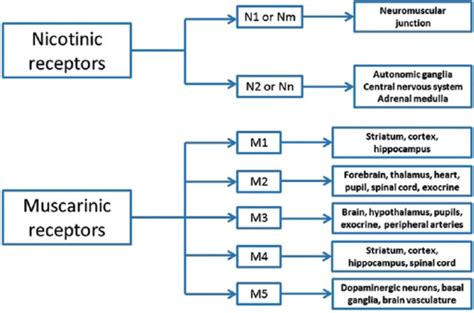 Subtypes of muscarinic and nicotinic receptors - the peripheral ...