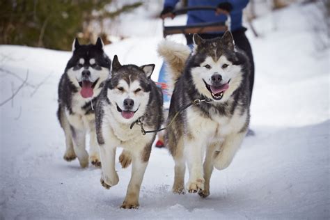 10 Best Dog Breeds for Cold Weather