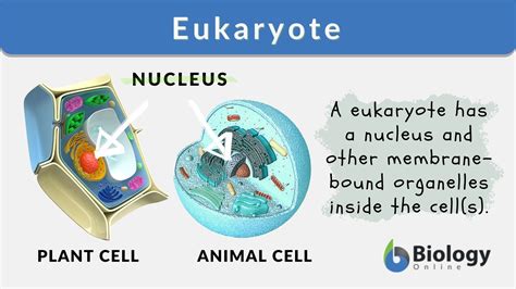 Eukaryote - Definition and Examples - Biology Online Dictionary