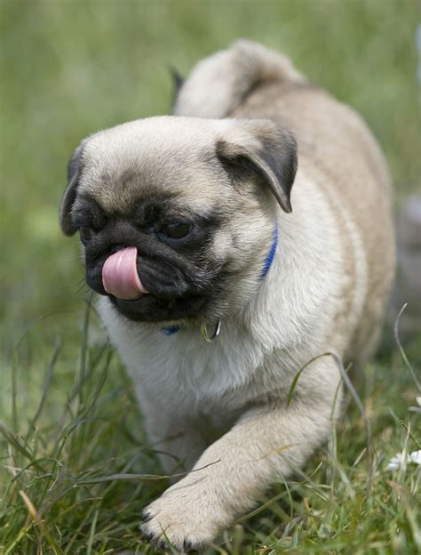 Cute pug puppy going for a walk! - About Pug