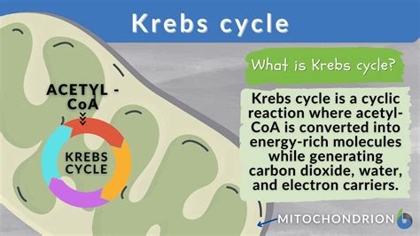 Krebs cycle - Definition and Examples - Biology Online Dictionary