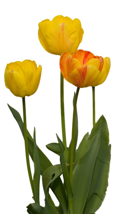 Tulip Flowers Isolated Free Stock Photo - Public Domain Pictures