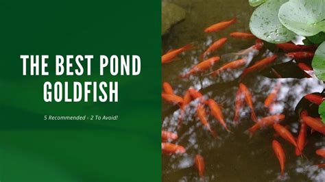 Top Fish Species That Can Coexist With Goldfish in a Pond (Recommended ...