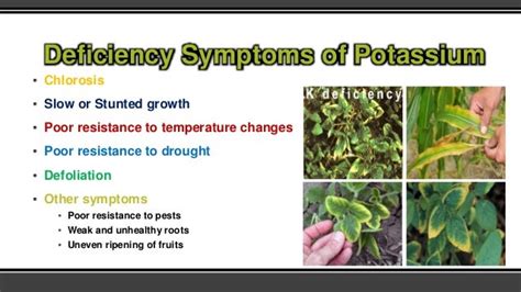 Role of Potassium in Plant Growth