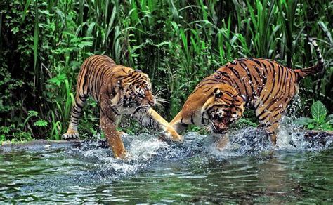 Things To Do In Sundarbans Tiger Reserve (2023)