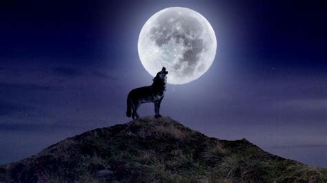 🔥 [68+] Wolf Howling Wallpapers | WallpaperSafari