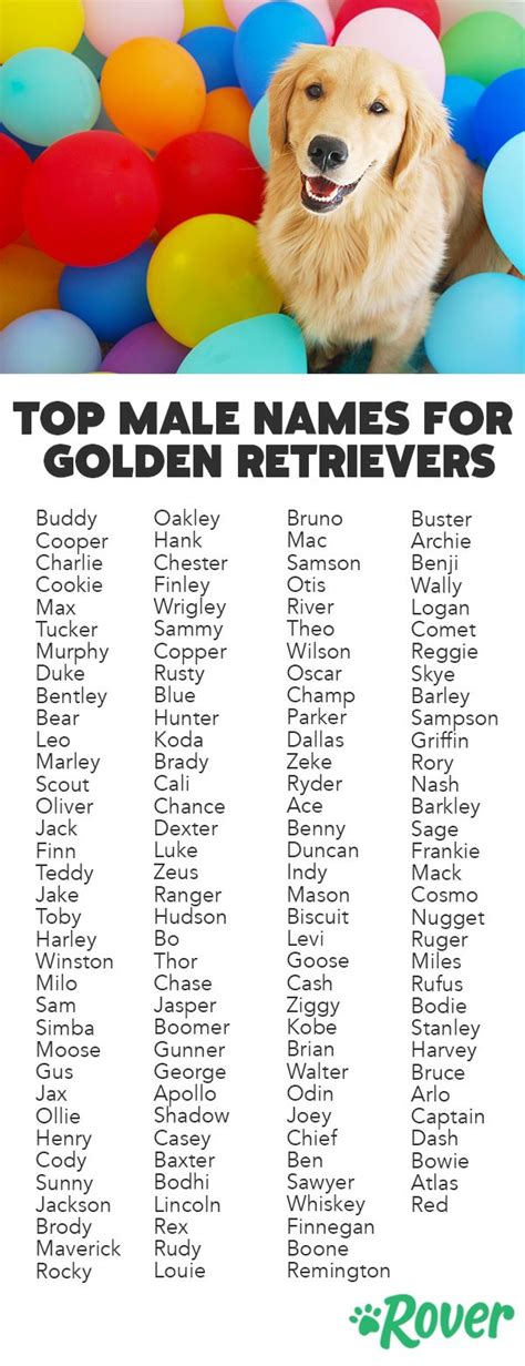 The 138 Most Popular Golden Retriever Names | Golden retriever names ...