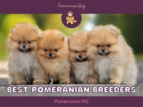 Best Pomeranian Breeders. Pomeranian Puppies for Sale from Reputable ...