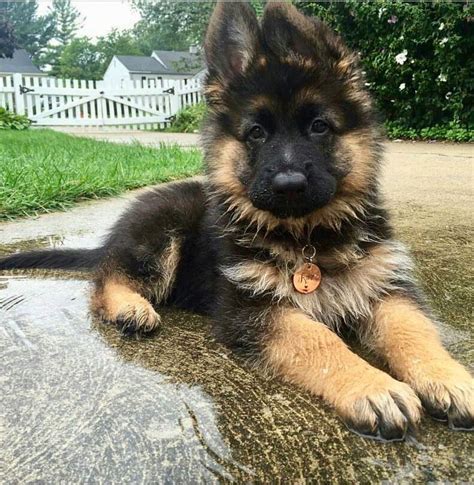 Things we all like about the courageous German Shepherd Puppies # ...