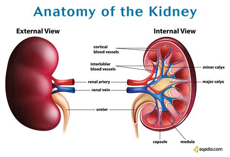 Anatomy of Kidney | Kidney anatomy, Human kidney, Human liver