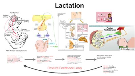 Lactation by on Prezi