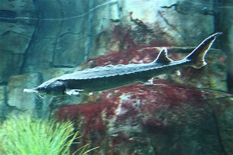 NOAA designates critical habitat for Atlantic sturgeon - FiskerForum