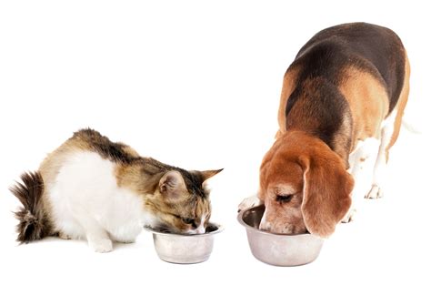 Unleash the Best: Top 10 Cat and Dog Food Picks for Healthy and Happy ...