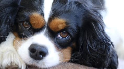 140+ Best Cavalier King Charles Spaniel Names