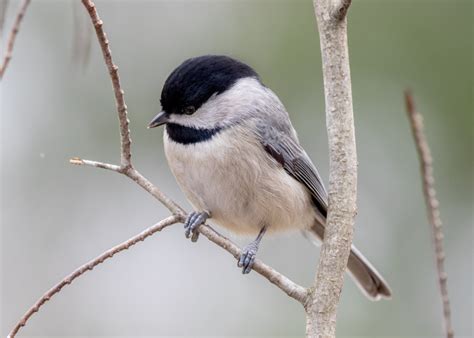 Carolina Chickadee - FeederWatch