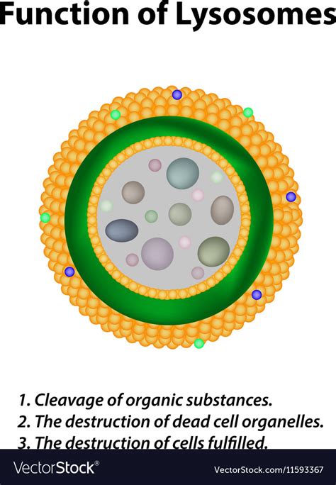 Lysosome