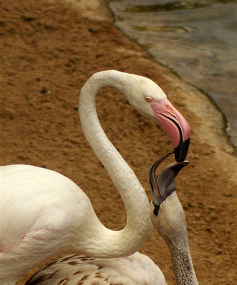 greater flamingo feeding chick | taken at Fuengirola zoo | Flickr