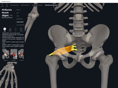 Muscles: Piriformis. – Anatomy & Physiology