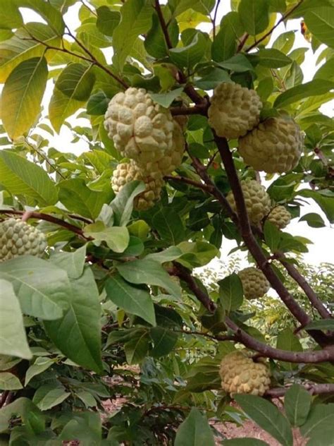 Well Watered Super Golden Custard Apple Tree, For Fruits at Rs 45/piece ...