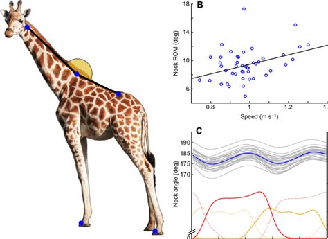 Giraffes' neck kinematics during walking. (A) An adult giraffe showing ...