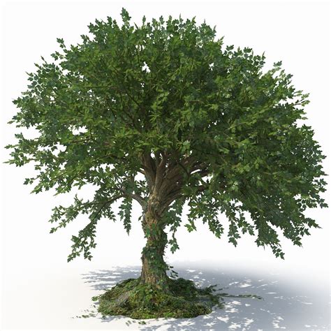 Tree Tree 3D Models Maya - .ma .mb download - Free3D