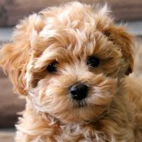 Maltipoo Dog Breed Information, Images, Characteristics, Health