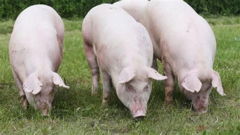 10 Best Pig Breeds For Meat That Yield Juicy, Flavorful Pork