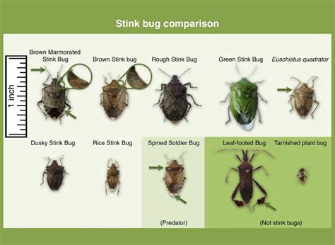 Extensive Research Devoted To Understanding Brown Marmorated Stink Bug ...