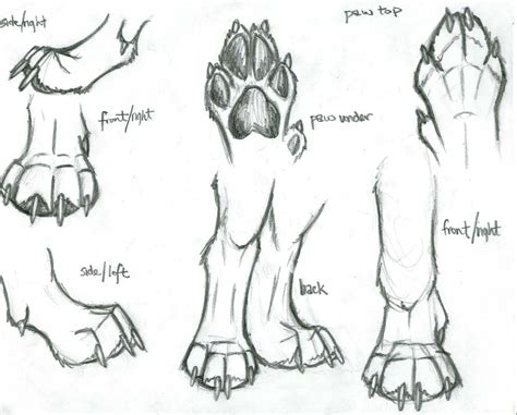 How To Draw A Wolf Paw