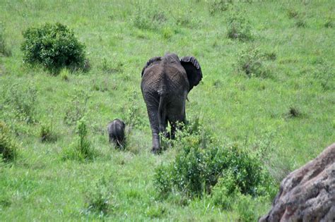 Elephant Migration – FISI CAMP