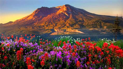 Mountains flowers (HD1080p) - YouTube