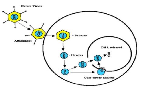 Adenovirus: ADENOVIRUS GENOME AND ITS REPLICATION