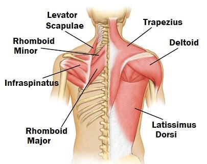 Muscles Of The Shoulder: Anatomy, Function & Common Injuries