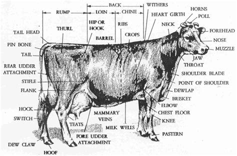 Dairy Cow Anatomy - Parts | Large animal vet, Vet tech humor, Cattle