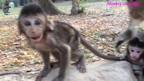 Baby monkey cry to call his mum - YouTube