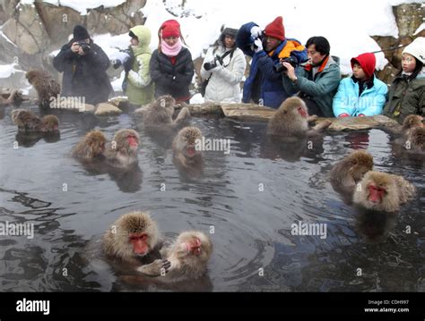 Jan. 31, 2011 - Nagano, Japan - Monkeys take a bath in a hot spring in ...