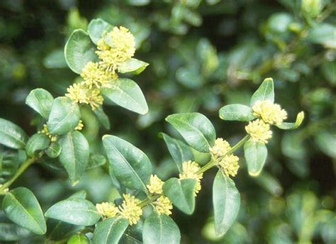 Buxus sempervirens | Landscape Plants | Oregon State University