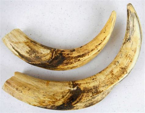 Wild Boar Tusks