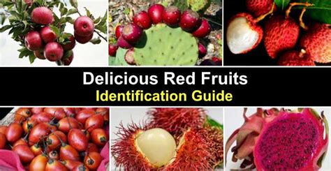 23 Red Fruits with Pictures and Names - Identification Guide