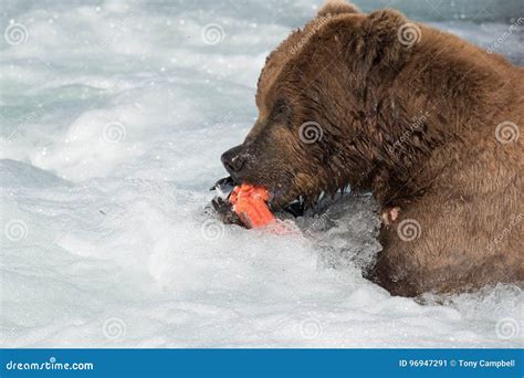 Alaskan Brown Bear Eating Salmon Stock Image - Image of waterfall ...