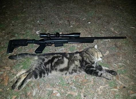 Feral Cats in Victoria, Australia : r/Hunting