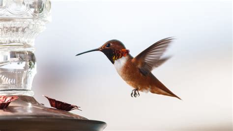 3 Tips for Placing Your Hummingbird Feeder