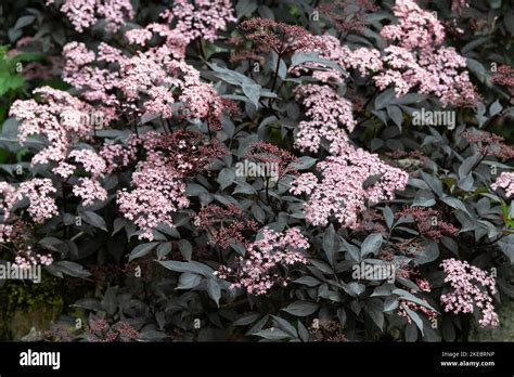 Sambucus nigra black beauty Stock Photo - Alamy