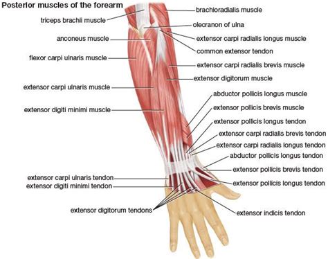 Anatomi Otot Ekstensor Polisis Brevis Pada Otot Pergelangan Tangan ...
