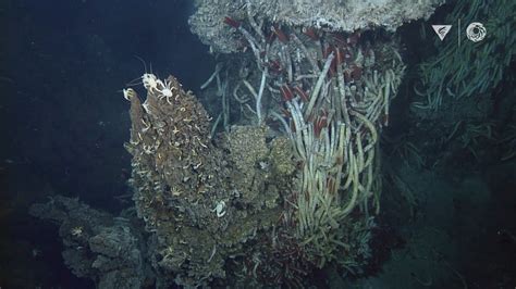 Hydrothermal vents: Explore a bizarre deep ocean habitat - YouTube